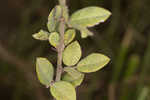 Hairy lespedeza